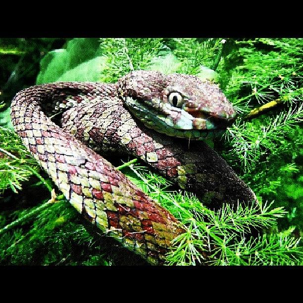 Nature Photograph - #green #viper #snake #nature by Surachan Pramong