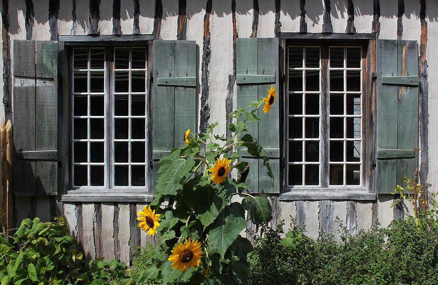 Green Windows and Sunflowers 1 Photograph by Mary Bedy