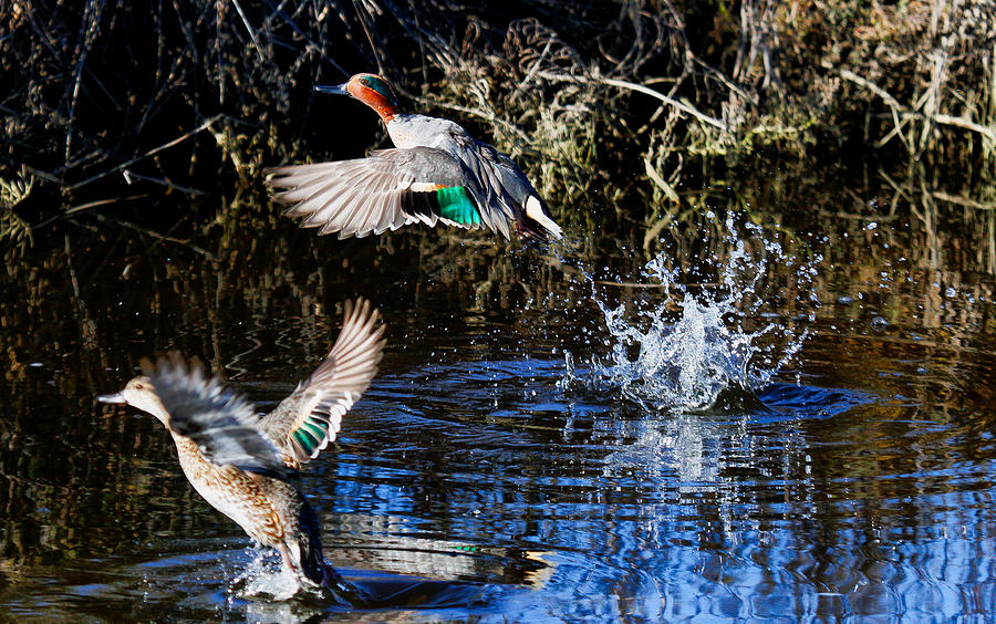 Duck Photograph - Green Wing Blast Off by Thomas Kaestner