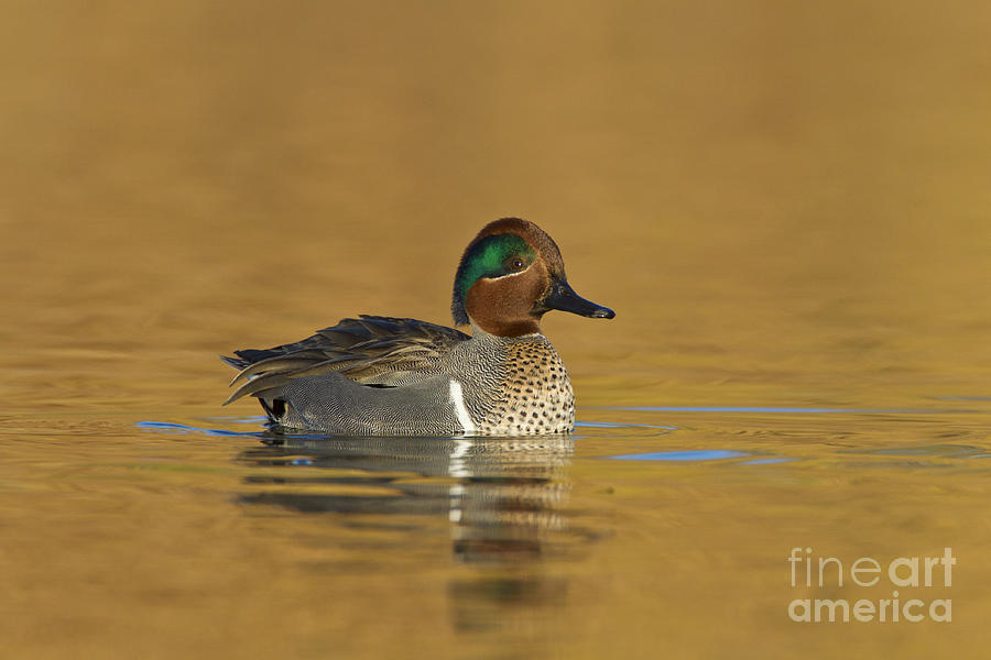 Green wing teal Photograph by Bryan Keil
