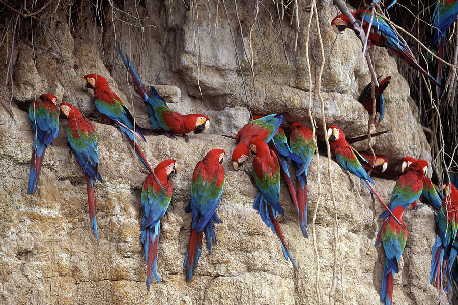 Green-winged Macaw Photograph by Francois Gohier - Fine Art America