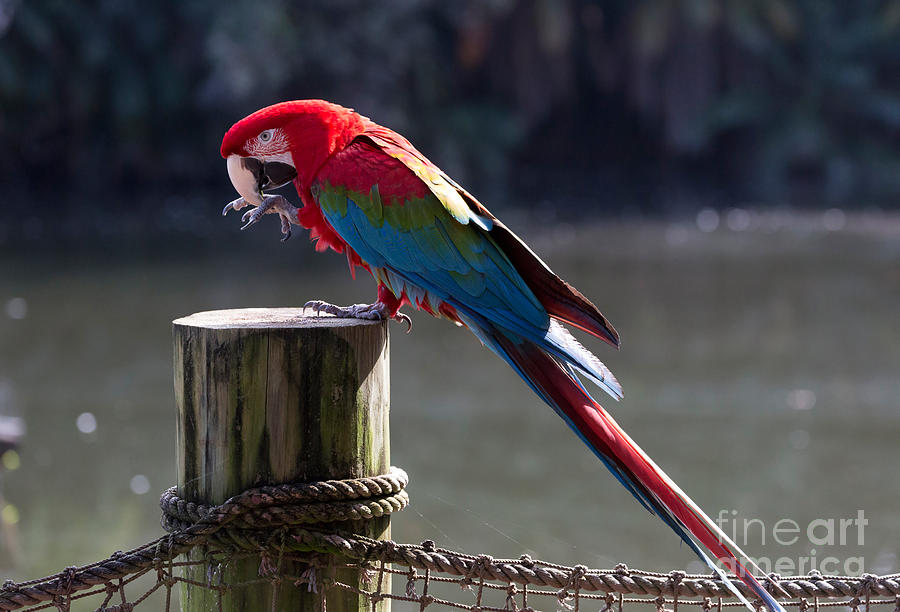 Parrot Photograph - Green-winged macaw by Louise Heusinkveld