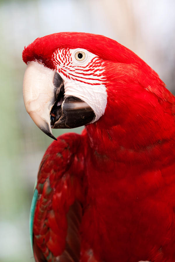 Parrot Photograph - Green-winged Macaw by RM Vera