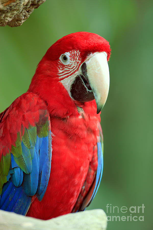 Green-winged Macaw Photograph by Sohns/Okapia Green-winged Macaw Photograph by Sohns/Okapia