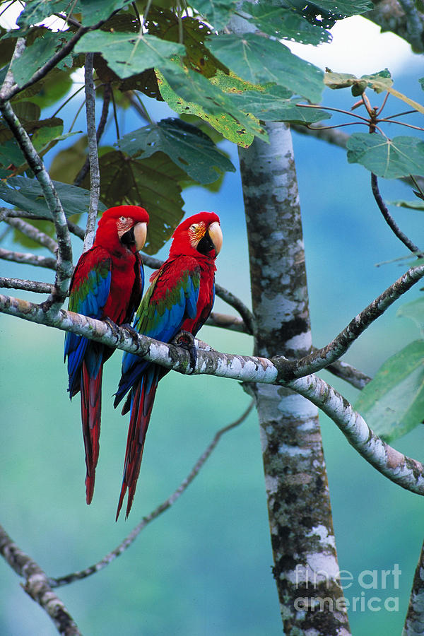 Green-winged Macaws Photograph by Art Wolfe