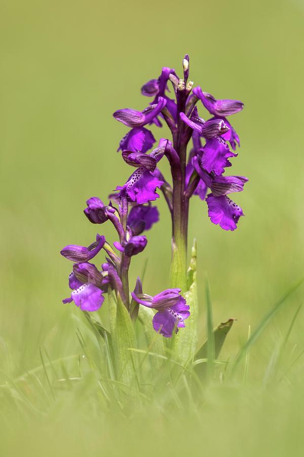 Green Winged Orchid Photograph by Heath Mcdonald/science Photo Library

