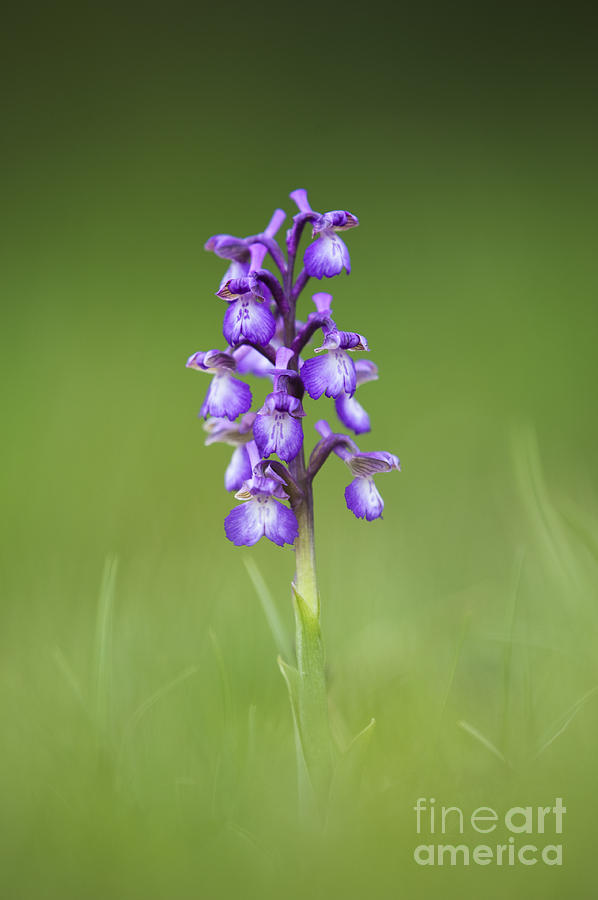 Spring Photograph - Green winged Orchid by Tim Gainey