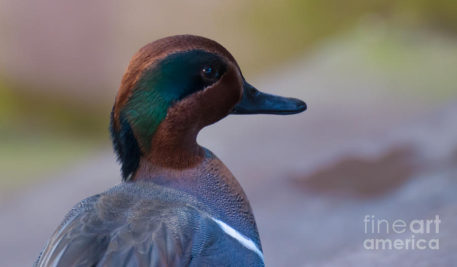 Green Winged Teal Photograph by Bianca Nadeau