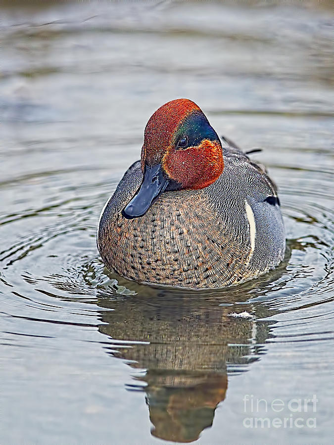 Green Winged Teal Drake Photograph by Sharon Talson