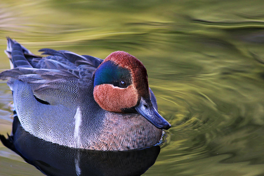 Green-winged Teal Duck Photograph by Abram House