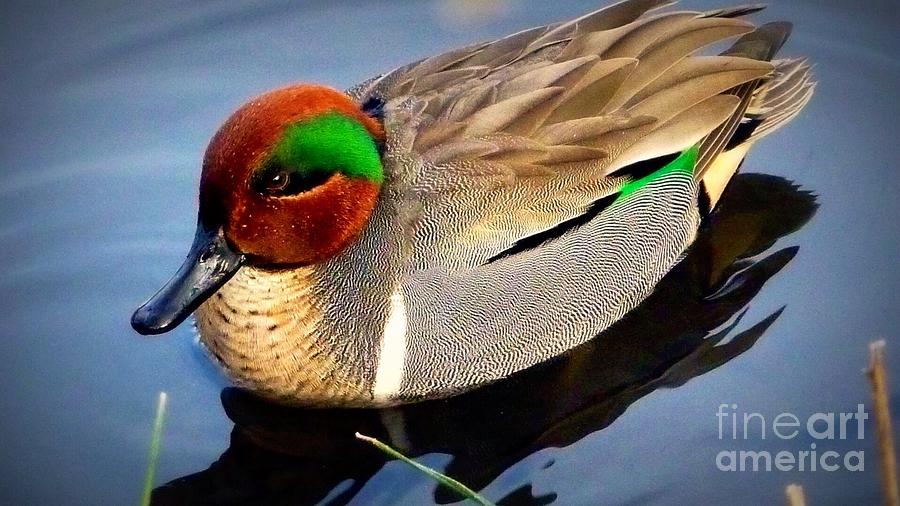 Bird Photograph - Green Winged Teal  Duck  by Susan Garren