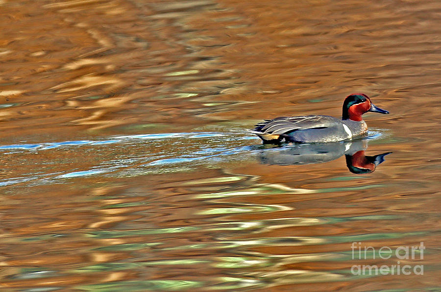 Green-winged Teal Photograph by Elizabeth Winter