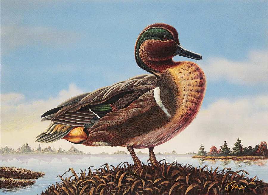 Green Winged Teal Painting by Kem Welch - Pixels