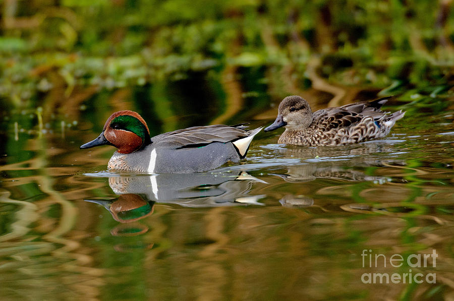 Green-winged Teal Pair Photograph by Anthony Mercieca