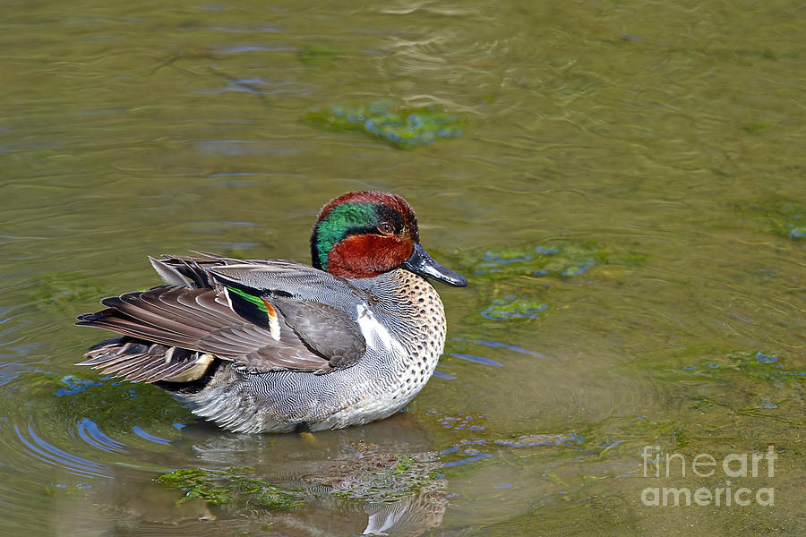 Duck Photograph - Green Winged Teal by Sharon Talson