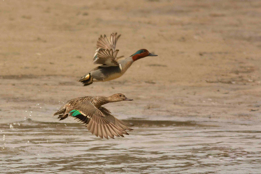 Green-winged Teals in Flight Photograph by Alan Lenk