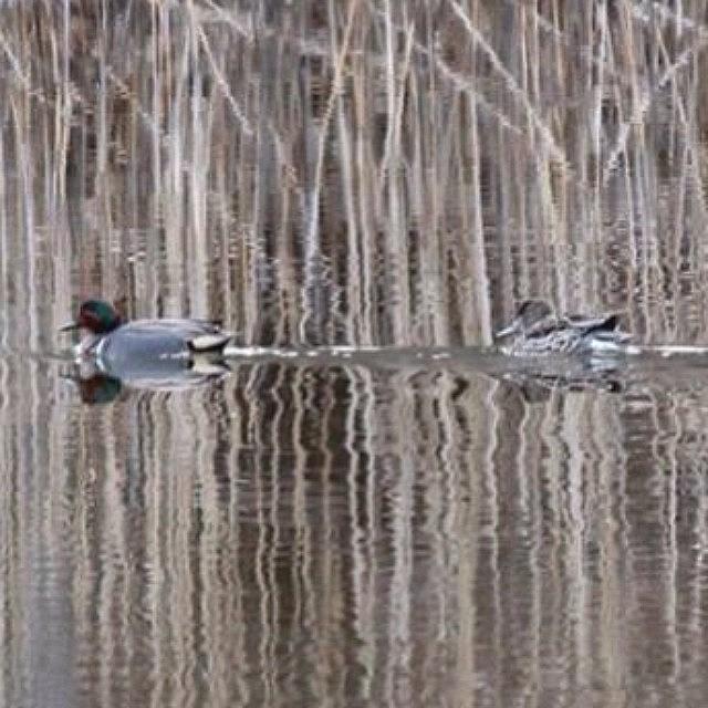 Nature Photograph - Green Winged Teals #nature #nuc_member by Amy Coomber Eberhardt