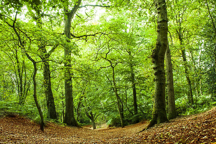 Tree Photograph - Green Woodland Walk by Jordan Browning