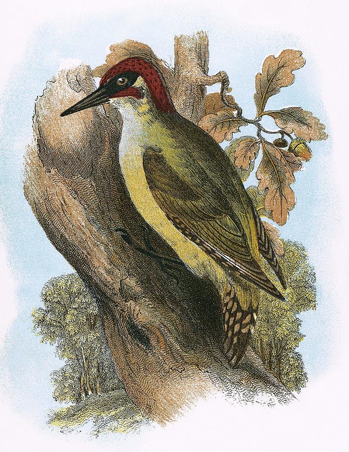 Bird Photograph - Green Woodpecker by English School