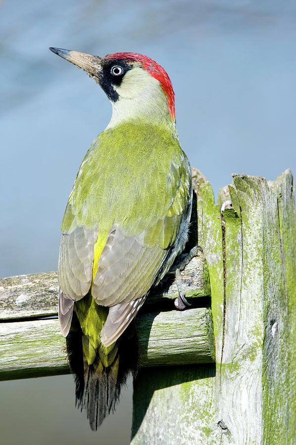Green Woodpecker Photograph by John Devries/science Photo Library