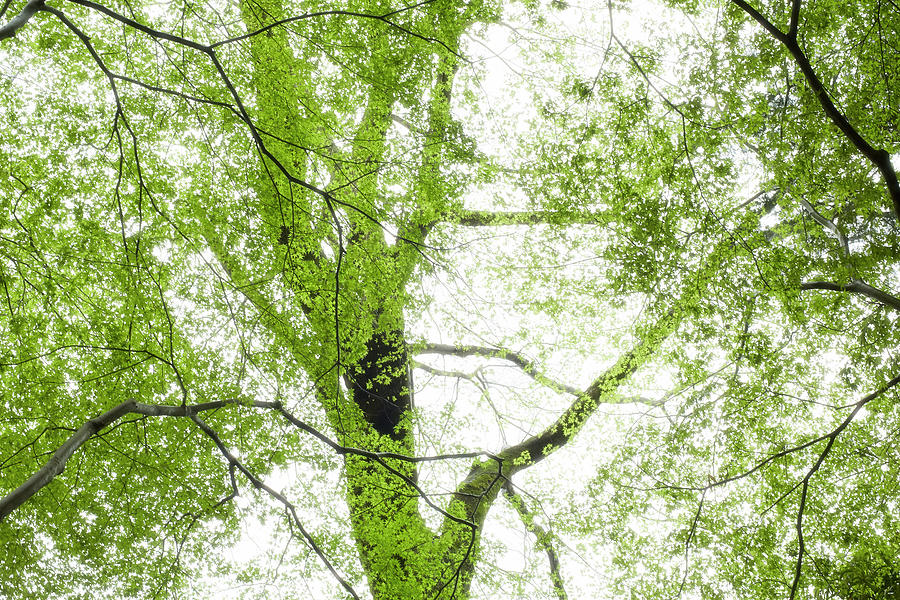 Green Woods Photograph by Kaneko Ryo
