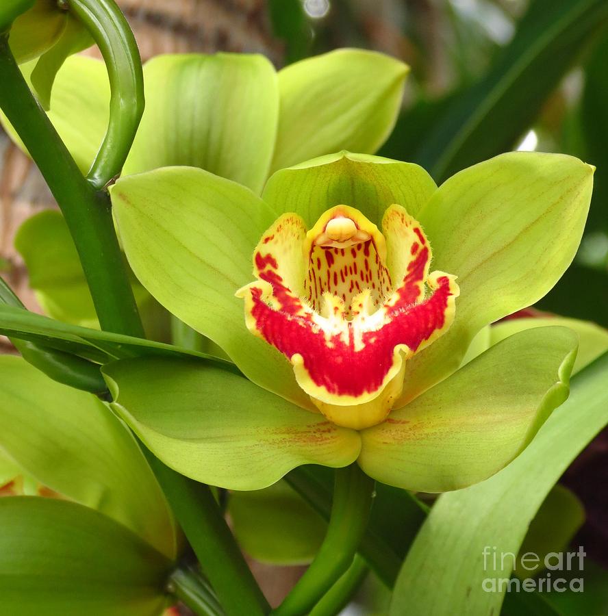 Green Yellow and Red Orchid Photograph by Anita Adams