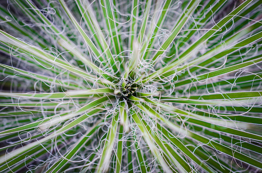 Green Yucca Photograph by David Downs