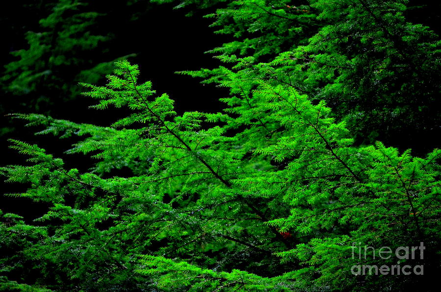Green Zen Photograph by Greg Patzer