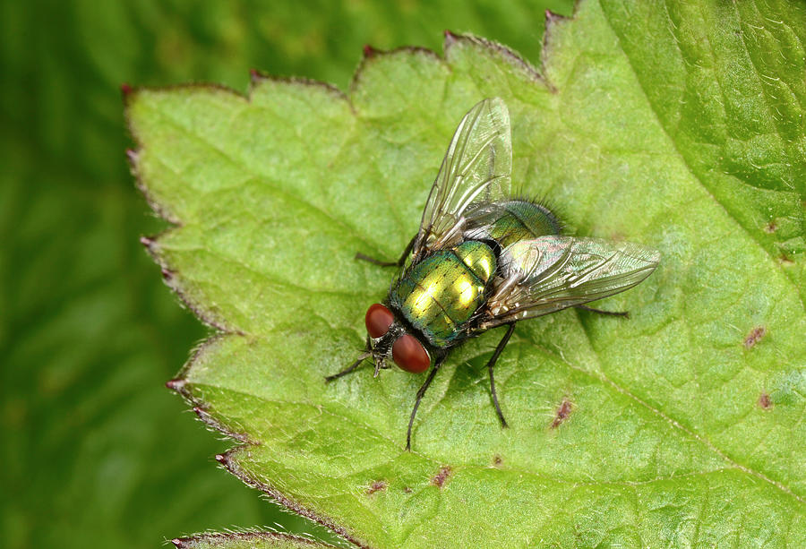 Greenbottle Fly Photograph by Nigel Downer/science Photo Library
