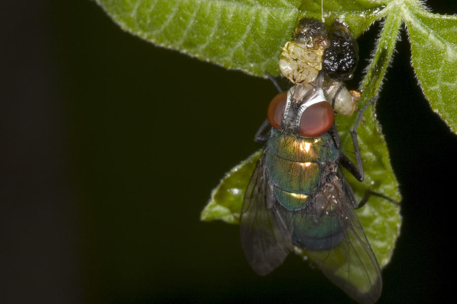 Greenbottle Fly Photograph by Paul Whitten