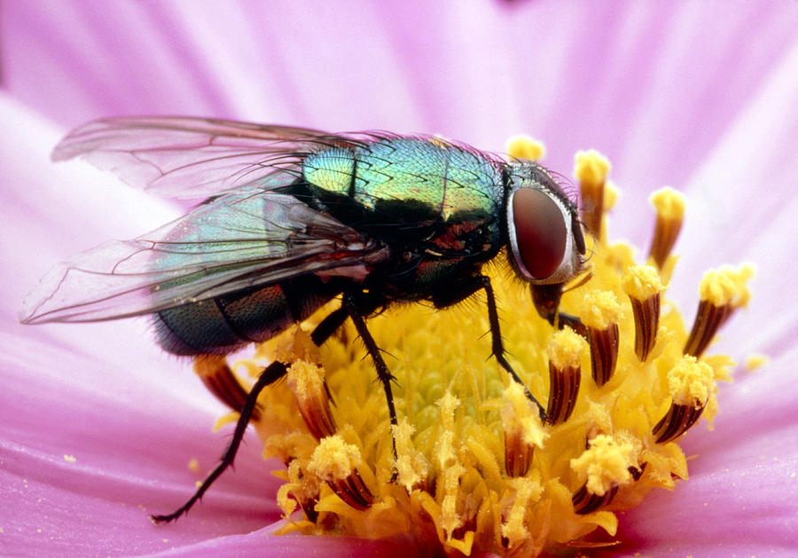 Greenbottle Fly Photograph by Perennou Nuridsany