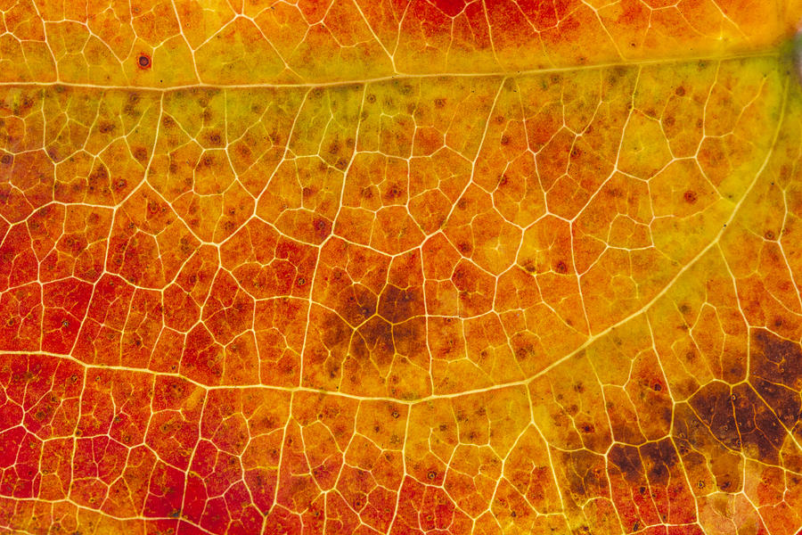 Fall Photograph - Greenbrier Leaf in Fall by Steven Schwartzman