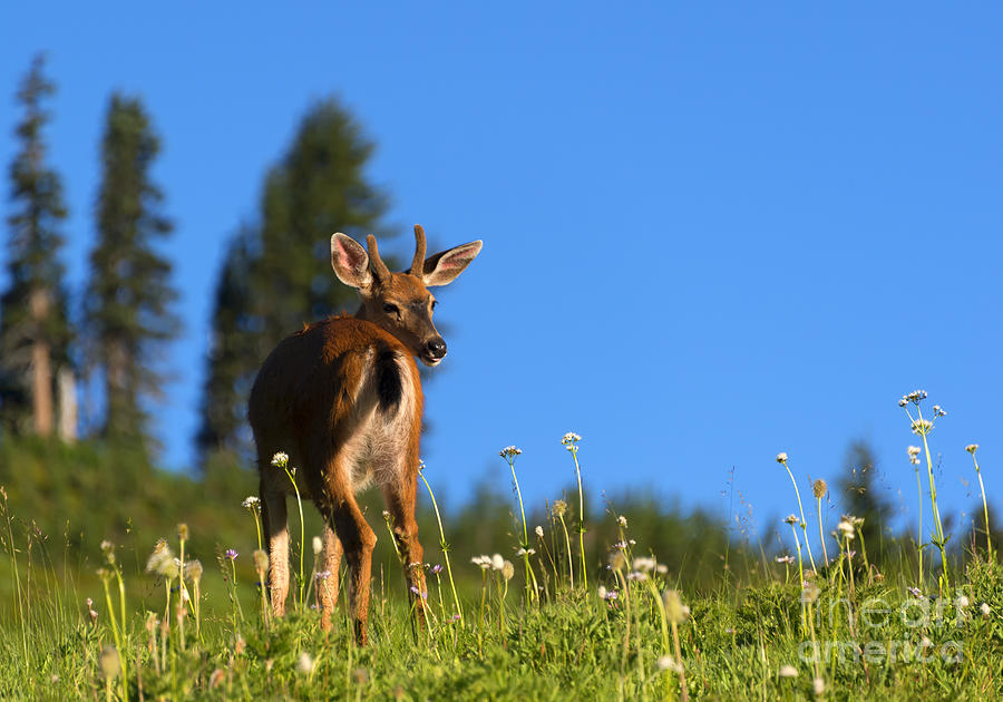 Deer Photograph - Greener Fields by Michael Dawson