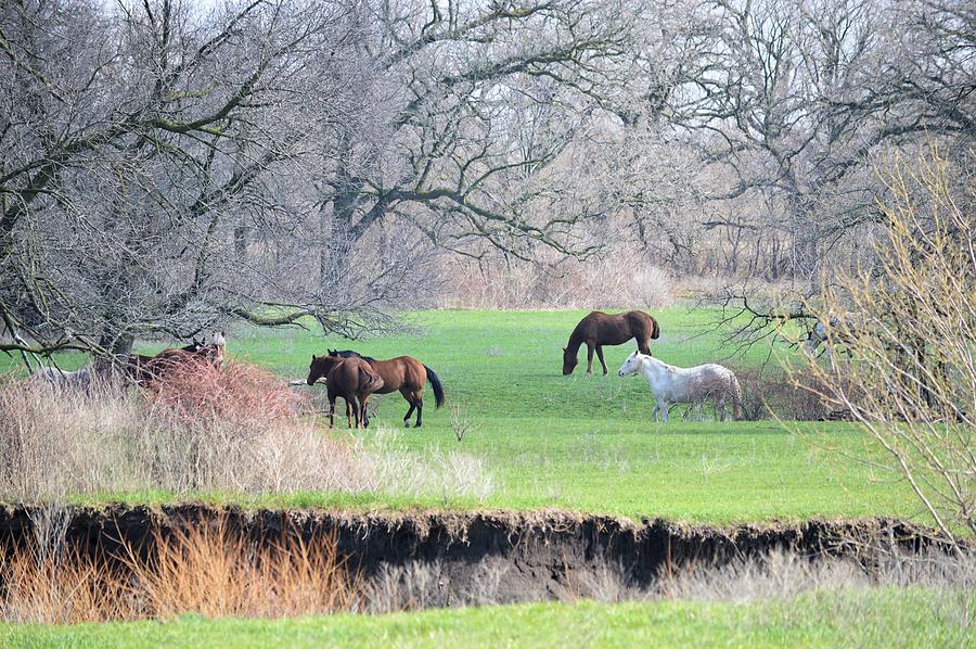 Greener Pastures Photograph by Bonfire Photography