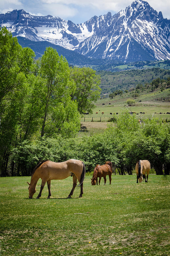 Greener Pastures II Photograph by Debbie Karnes