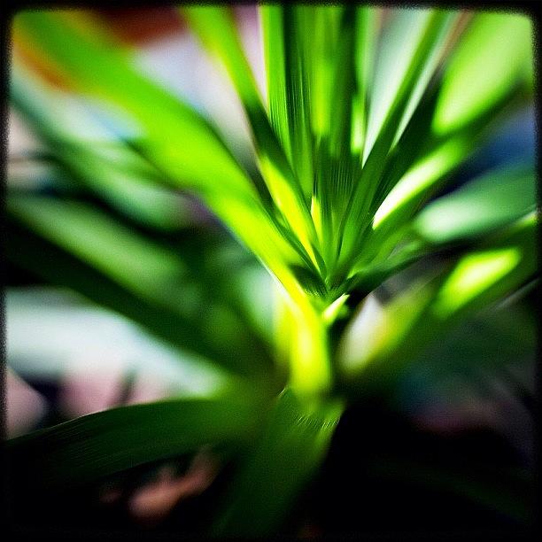 Igers Photograph - Greenery In The Sun! #instagood by Kevin Smith