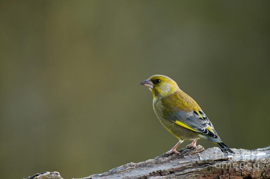 Finch Photograph - Greenfinch by Anne Gilbert