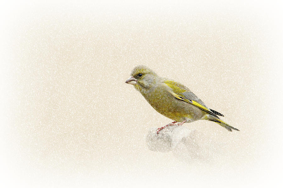 Finch Mixed Media - Greenfinch by Heike Hultsch