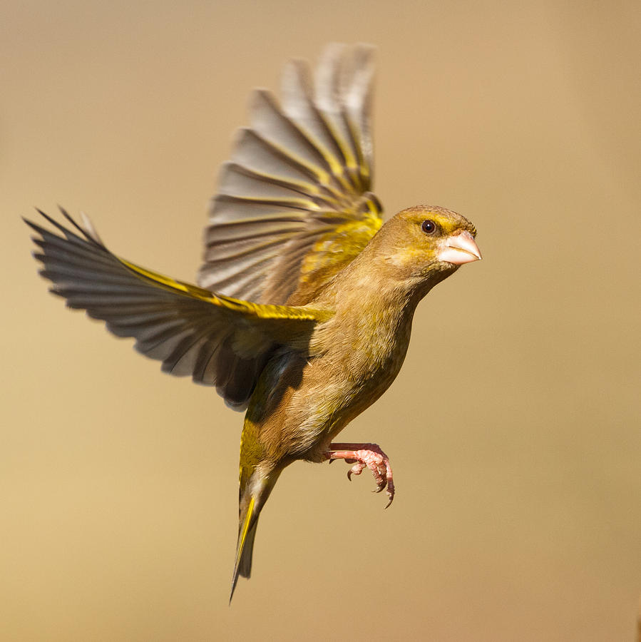 Greenfinch in flight Photograph by Izzy Standbridge - Pixels