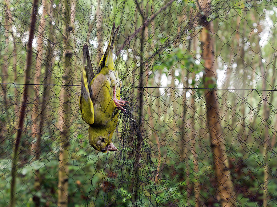 Greenfinch In Net Photograph by Daniel Sambraus/science Photo Library