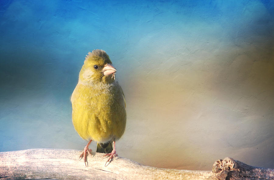 Greenfinch In Spring Photograph by Heike Hultsch
