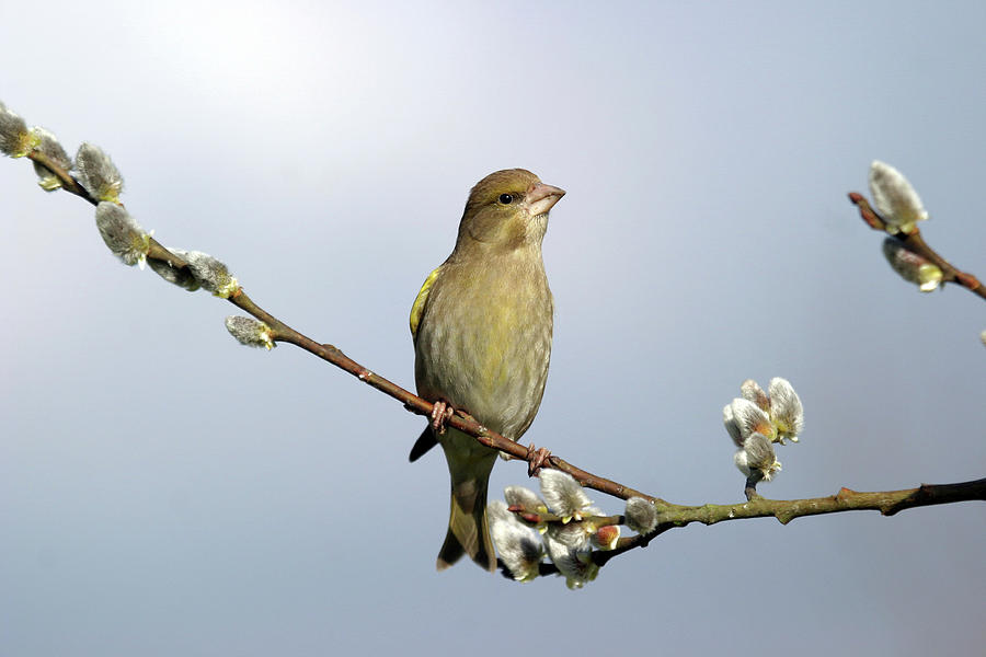 Greenfinch Photograph by John Devries/science Photo Library