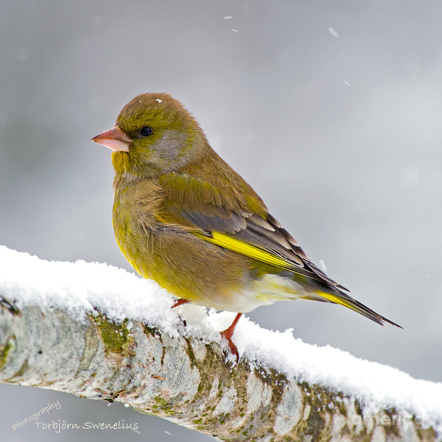 Greenfinch Square Photograph by Torbjorn Swenelius