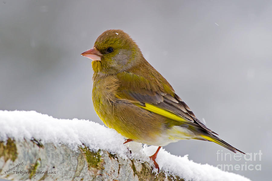 Greenfinch Photograph by Torbjorn Swenelius