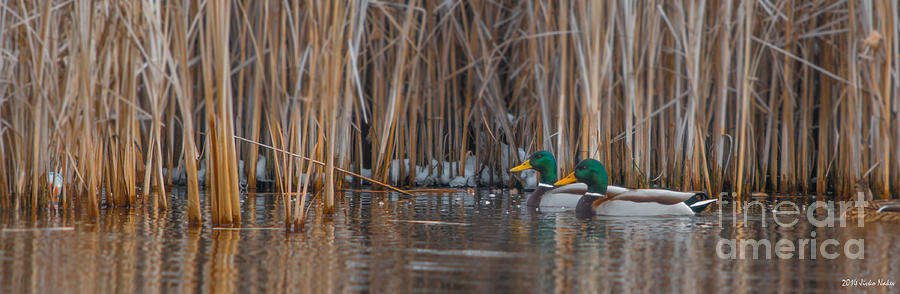 Greenheaded Duck Photograph by Jivko Nakev
