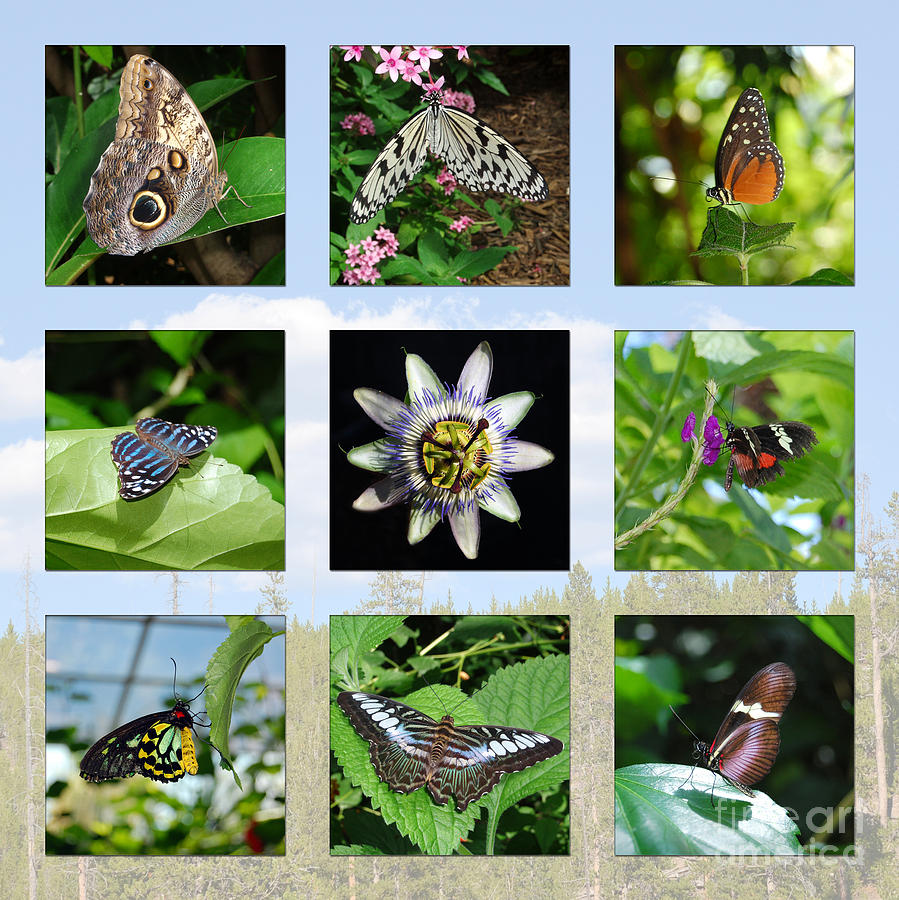 Greenhouse Butterflies Collage Photograph by Debra Thompson
