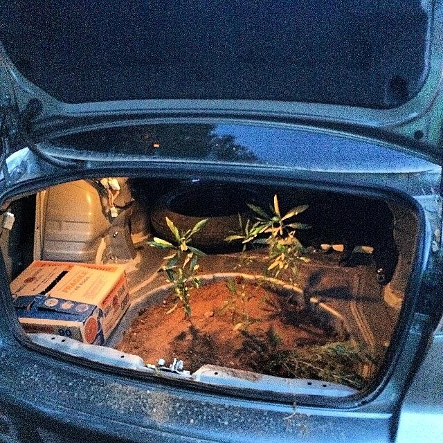Greenhouse In The Trunk! Going Green!! Photograph by Shawn Hope