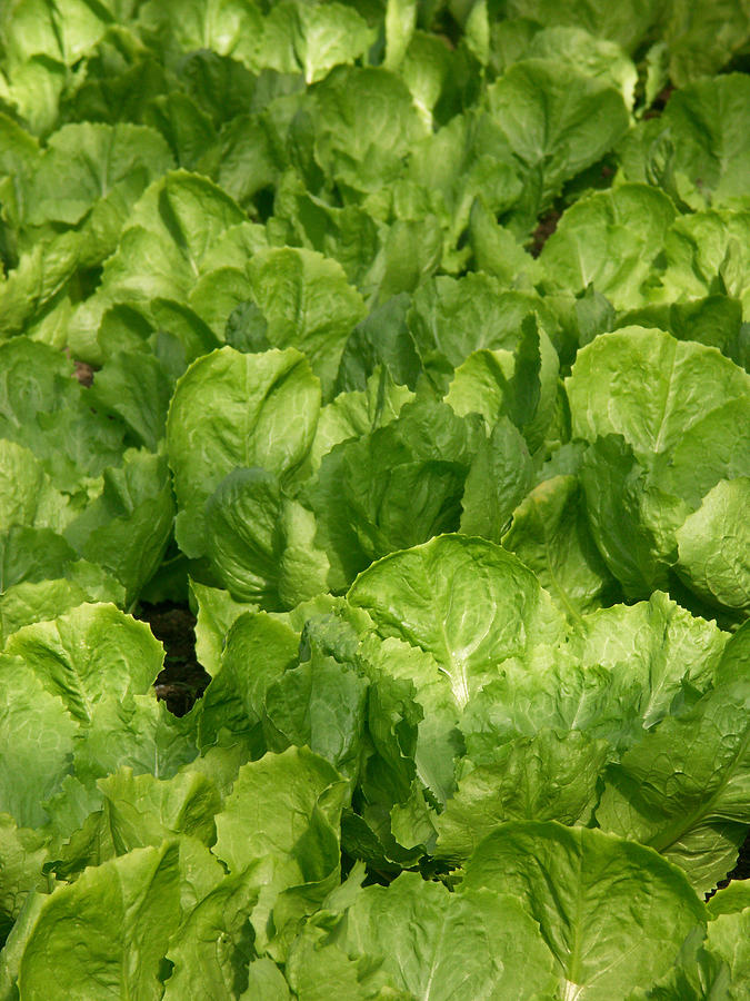 Greenhouse Lettuce Photograph by Bonnie Sue Rauch