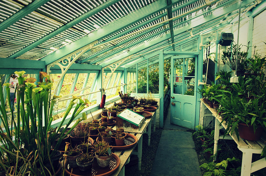 Nature Photograph - Greenhouse of Charles Darwin by Chevy Fleet