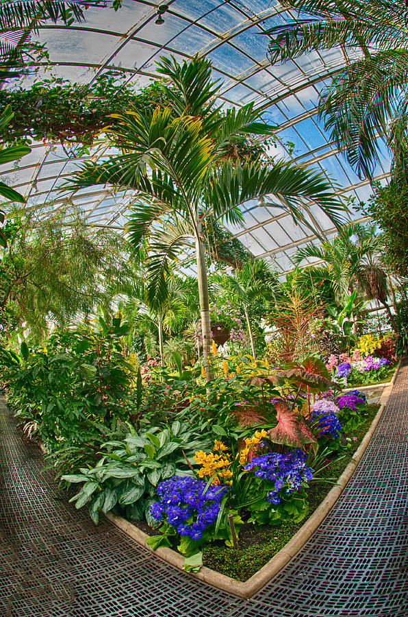 Greenhouse Photograph by Roni Chastain